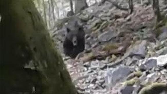 Un cazador se encuentra con un oso en la provincia de León