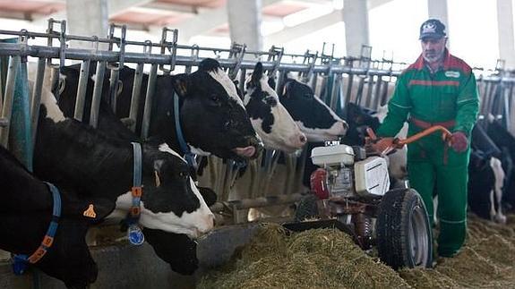 UPA-Coag denuncia que solo el 18% de los ganaderos de leche optará a las ayudas del Ministerio