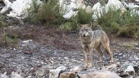 El Centro del Lobo Ibérico pretende convertirse en referencia turística de Castilla y León