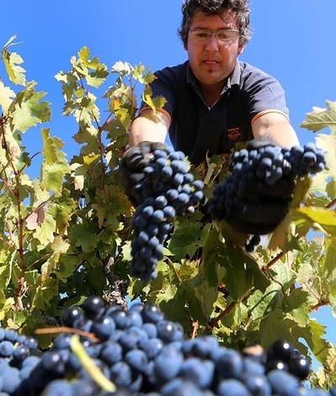 La DO Toro cierra una vendimia de calidad «excelente» y con un 20% menos de kilos de uva