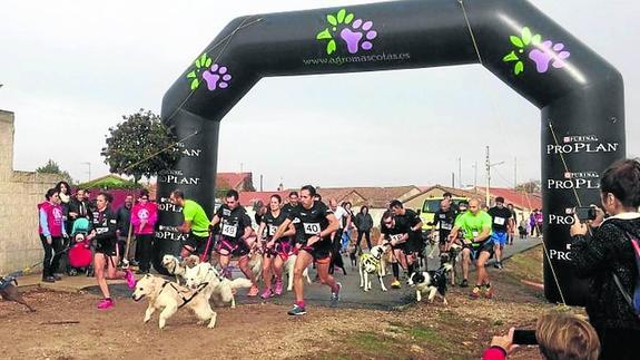 Gomecello abre el II circuito provincial de canicross con 63 participantes