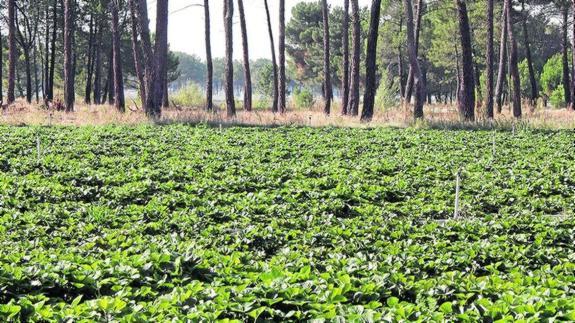El Ayuntamiento abre el plazo para el alquiler de las fincas de masa común