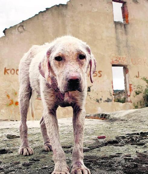 La jueza de los animales