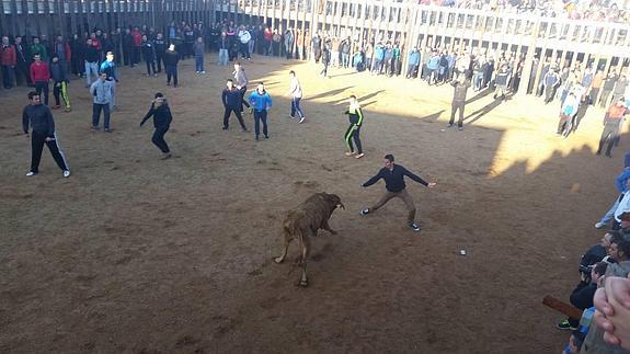 Los encierros de Traspinedo ponen el punto final a la temporada taurina en Valladolid