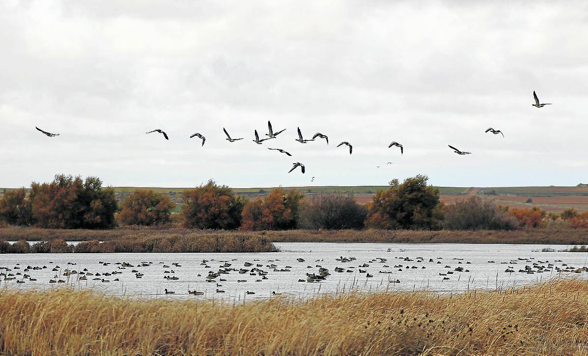 Grupos ecologistas piden que se prohíba la caza de ánsares en la laguna de la Nava