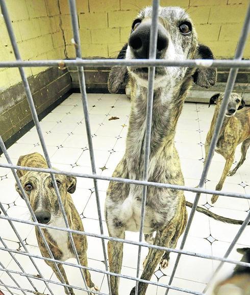 El 5% de los robos de galgos denunciados en España se localizan en Segovia