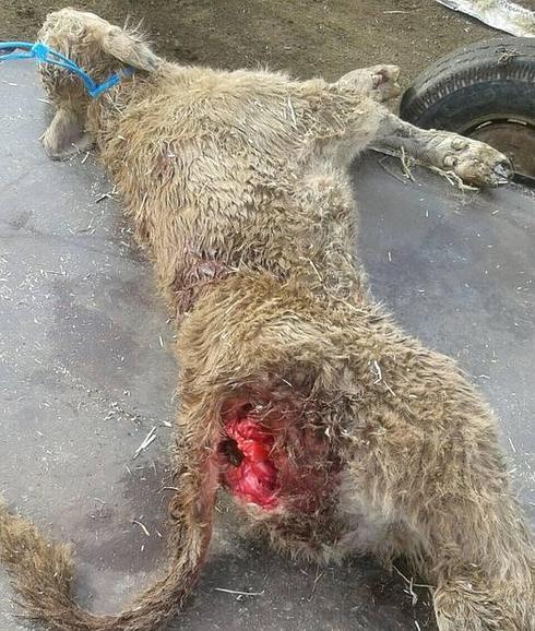 Dos nuevos ataques de lobos en la provincia de Ávila