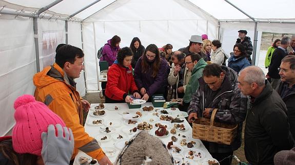 Hasta sesenta especies de setas y hongos terminan en la cesta
