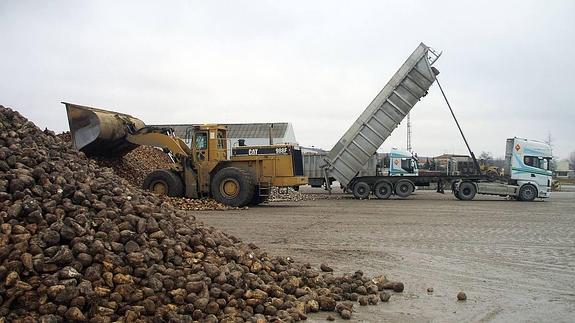 Azucarera anticipará el pago de la remolacha a los agricultores de la zona norte