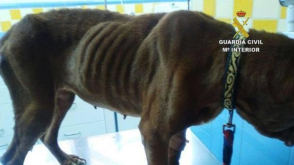 Detienen a un vecino de Cacabelos por el maltrato de dos perros de la raza pitbull