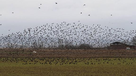 Aves europeas con escala en Palencia