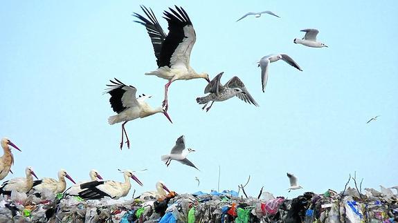 La alimentación, y no el clima, fuerza la migración de las aves