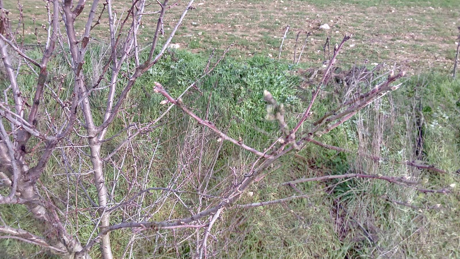 El almendro tiene prisa