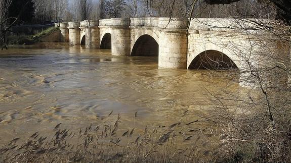 Alerta por la crecida del río Arlanza en Quintana