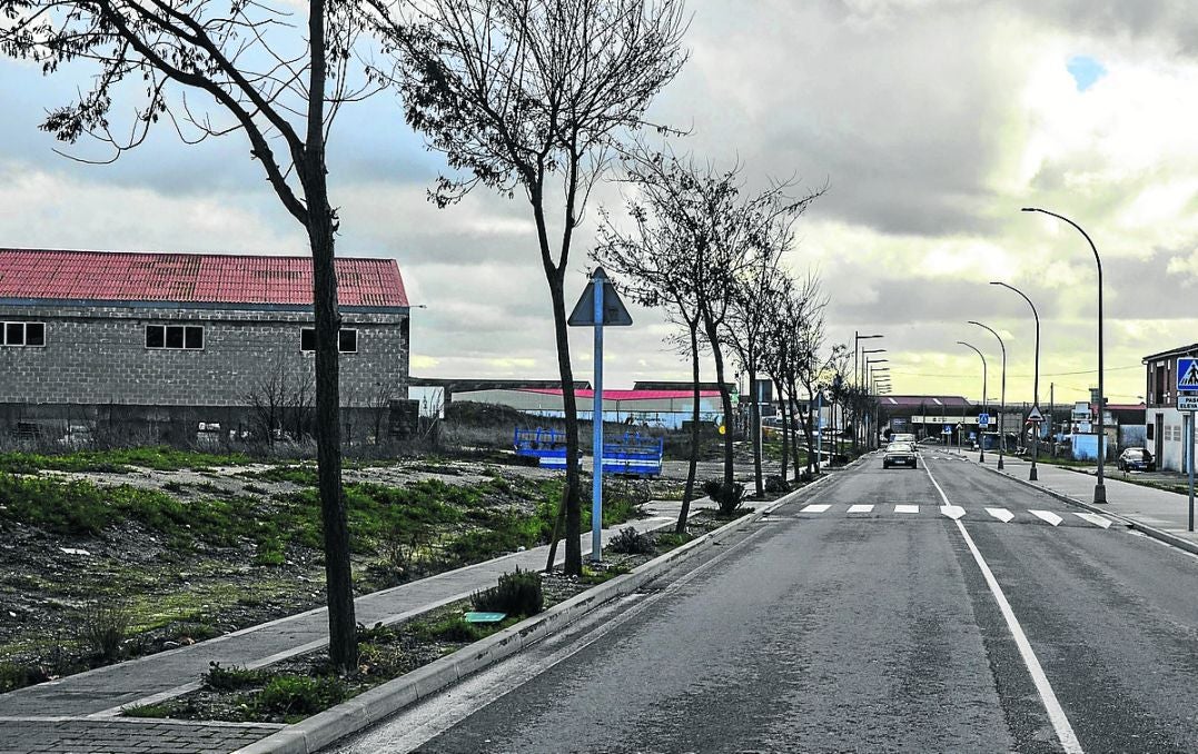 La oposición alerta de que los árboles de la entrada sur suponen un riesgo para peatones y conductores