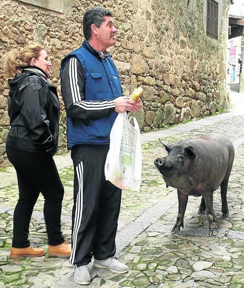 Mogarraz celebra una tradición que no a todos gusta, el marrano de San Antón