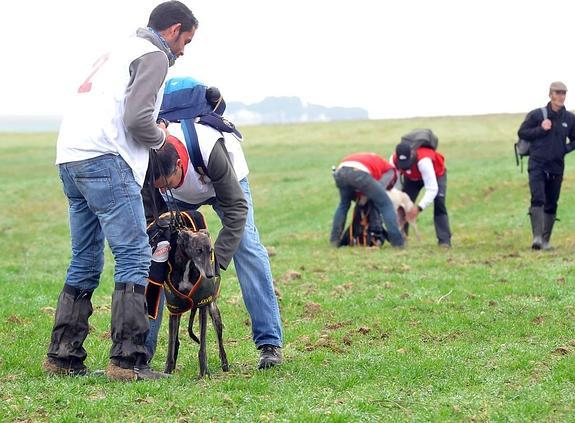 Favorita y Sana disputarán la final del campeonato de galgos