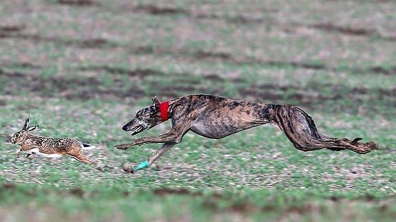 Favorita del Maestro, campeona de España de Galgos