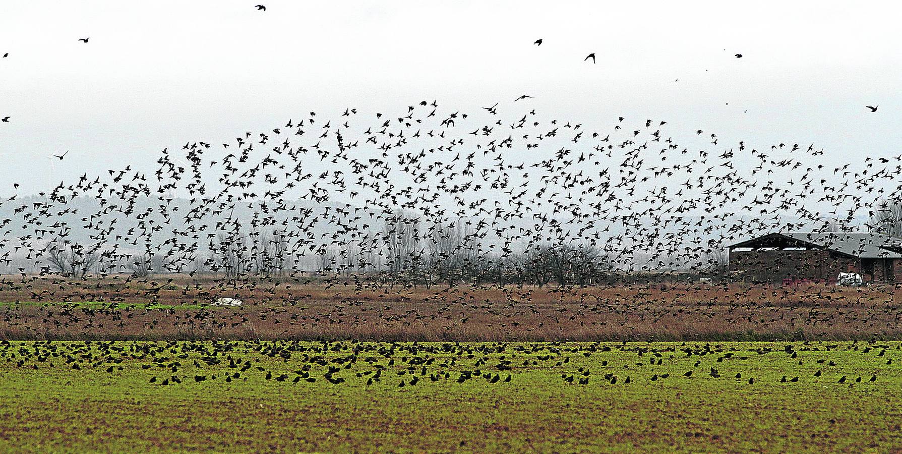 La Nava es casi internacional