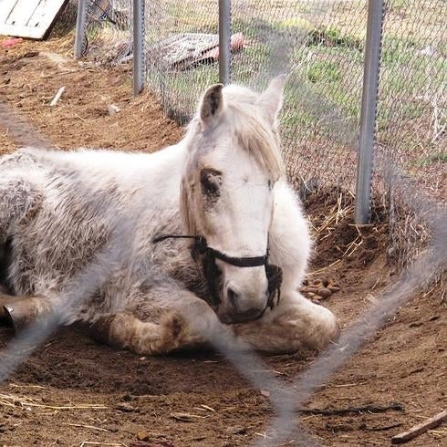 La Guardia Civil de Ávila investiga un supuesto maltrato de un caballo