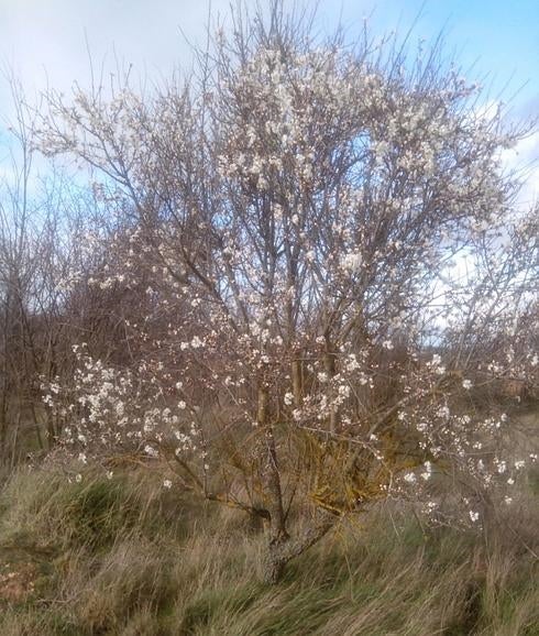 ¿Nos mandas una foto de un árbol en flor?