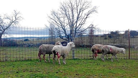 El lobo vuelve a atacar, esta vez en Guadramiro y en Villar de Argañán