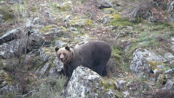 Ecologistas denuncia que la Junta no actuó correctamente con el oso que murió en Cabárceno