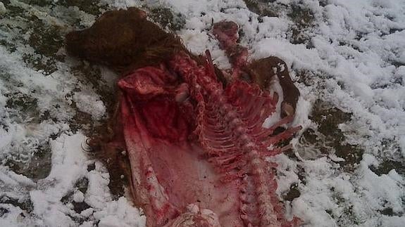 Los lobos matan un ternero de tres meses en la provincia de Ávila