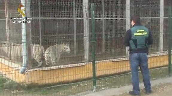 Desarticulada una red que exportaba cebras enfermas a Dubai con documentación falsa