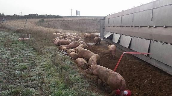 Vuelca un camión que transportaba cerdos en una rotonda de Almazán