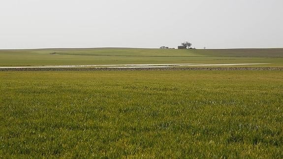 El campo ofrece buenas expectativas pero el riesgo de heladas tardías puede destruirlas