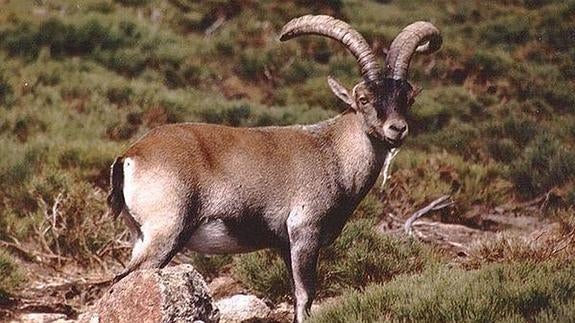 Guadarrama plantea reducir un 30% la población de cabras por la ...