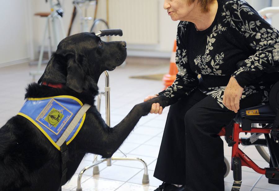 ¿Por qué el perro labrador es tan terapeútico?