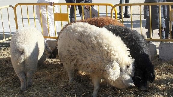 El 'cerdo-oveja' Mangalica, estrella de El Hormiguero, sigue dando que hablar