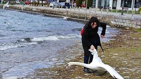 Mata un cisne por sacarse una foto