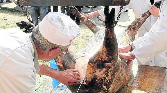 Mangalica, el cerdo solidario