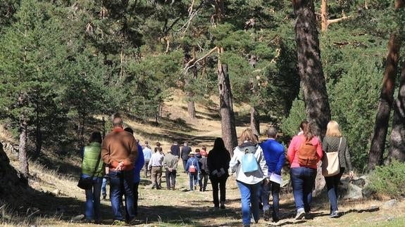 La superficie arbolada de Valsaín tiene 1.000 hectáreas más que en 1956