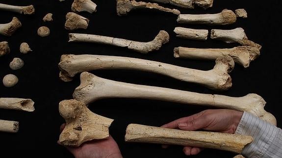 El ADN del hombre de Atapuerca revela que era un antepasado lejano de los neandertales