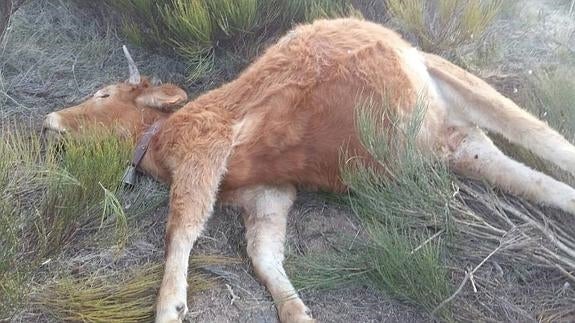 Más de cien buitres matan a una novilla y un choto en Ávila