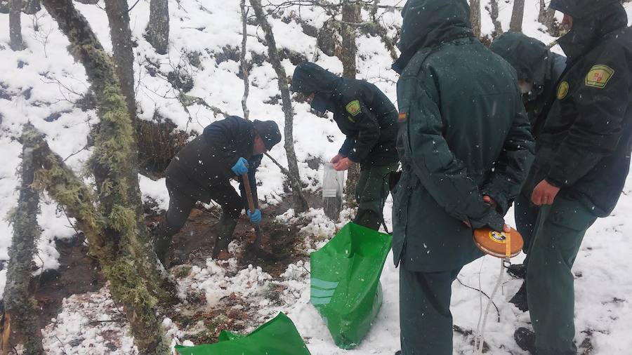 Los restos hallados en Cordovilla son de oso pardo