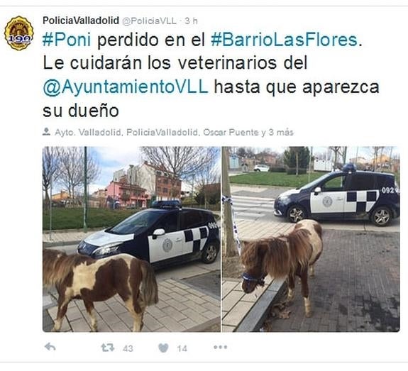 La Policía Local encuentra un poni perdido en el barrio de Las Flores