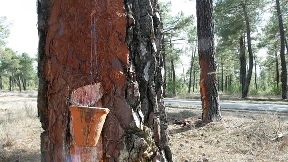 Resineros de la zona de Cuéllar consiguen adjudicarse los pinos del municipio