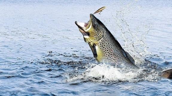 Cinco provincias arrancan mañana la temporada truchera y Castilla y León