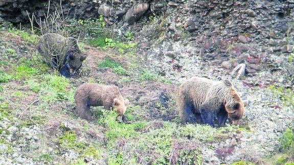 Palencia, una tierra de osos