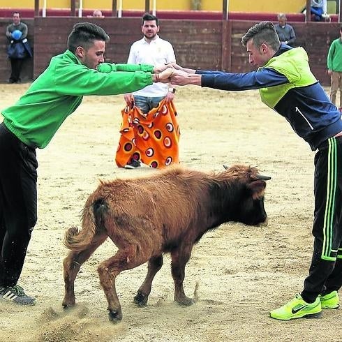 Toro de San Isidro para Cantalpino