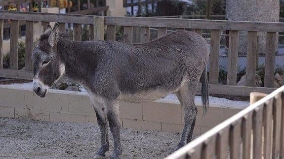 No hay delito en el caso del burro que murió aplastado