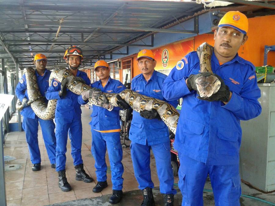 Fallece la segunda serpiente más grande del mundo