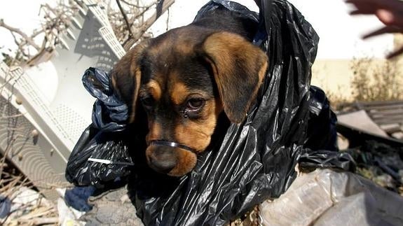 Encuentran un cachorro en la basura con el hocico y las patas atadas