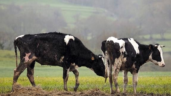 Investigan la aparición de decenas de vacas muertas en una granja de Lugo