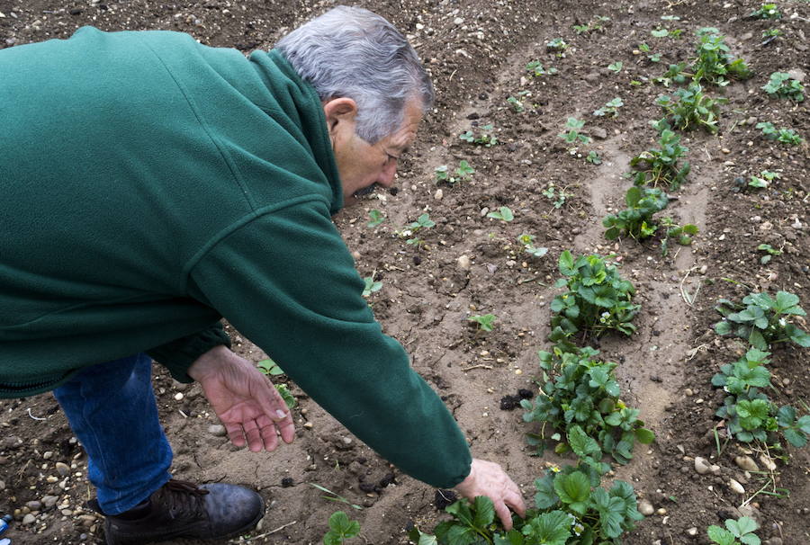 El Ayuntamiento oferta 183 huertos ecológicos para desempleados